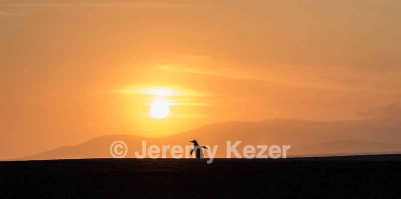 Gentoo Penguin, Saunders Island, The Falklands