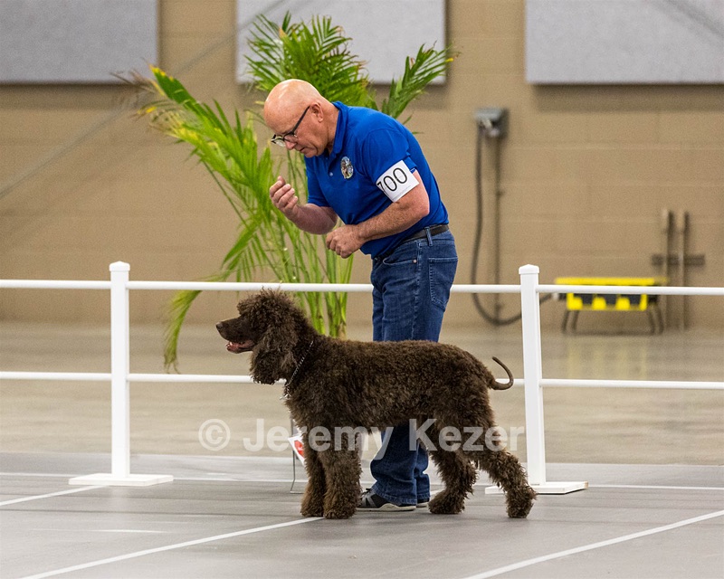 700 - GCH Blackthorn’s Lass That Loves A Sailor in Wicklow CD RM CGC