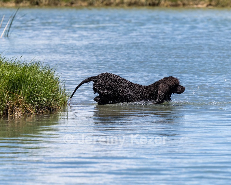 Ghillie
