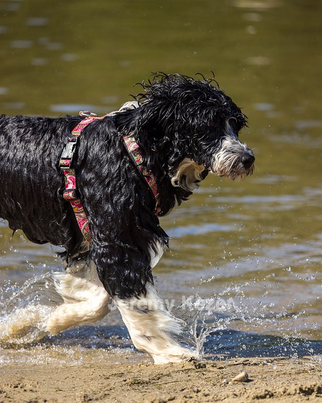 Zora Schaub