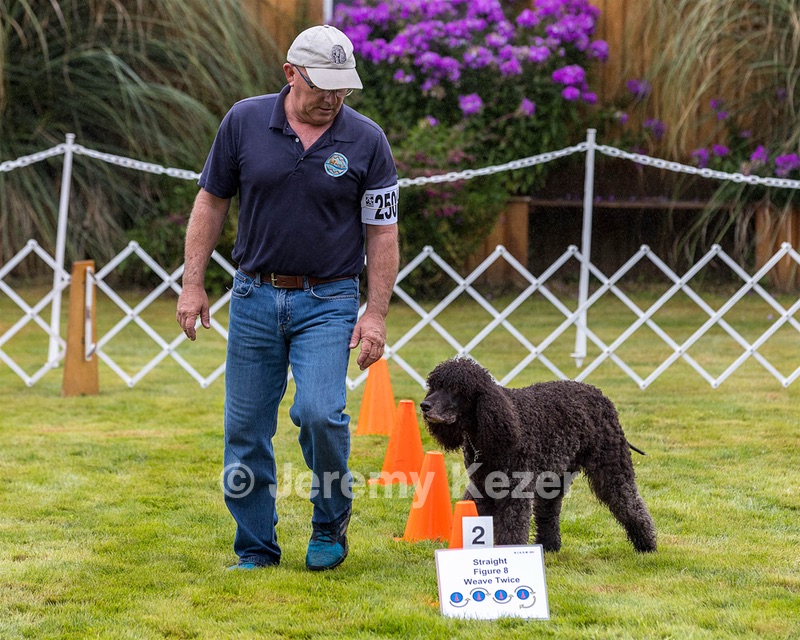 2501 - GCH CH BLACKTHORN'S KEEVA CROMPTON RM AX AXJ XF TKN (Keeva)