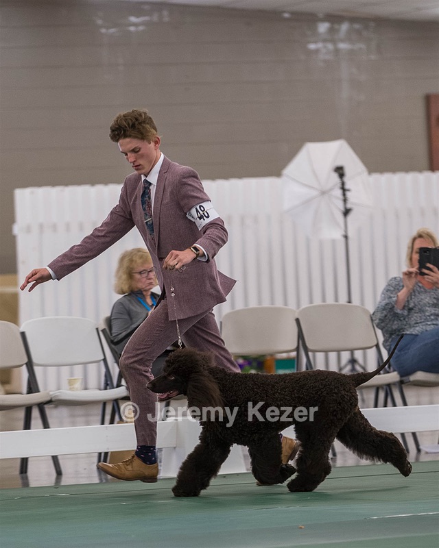 48 - GCH WHISTLE STOP'S TERRA MARIQUE POTENS (Honor)