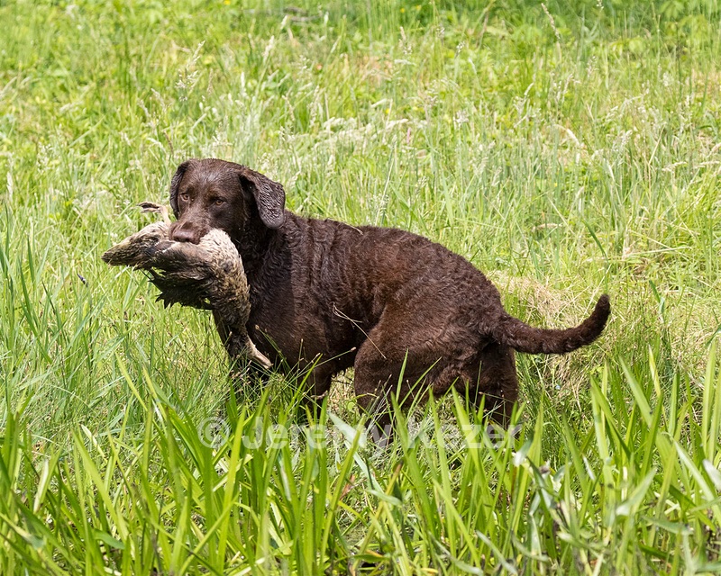 Kuma Zajchowski