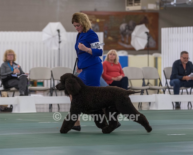 35 - GCHB CH FLINTCREST FULL MONTY (Jonny)