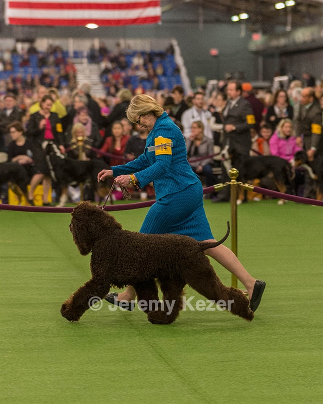 14 - GCH CH Tara's Utter Chaos (George)