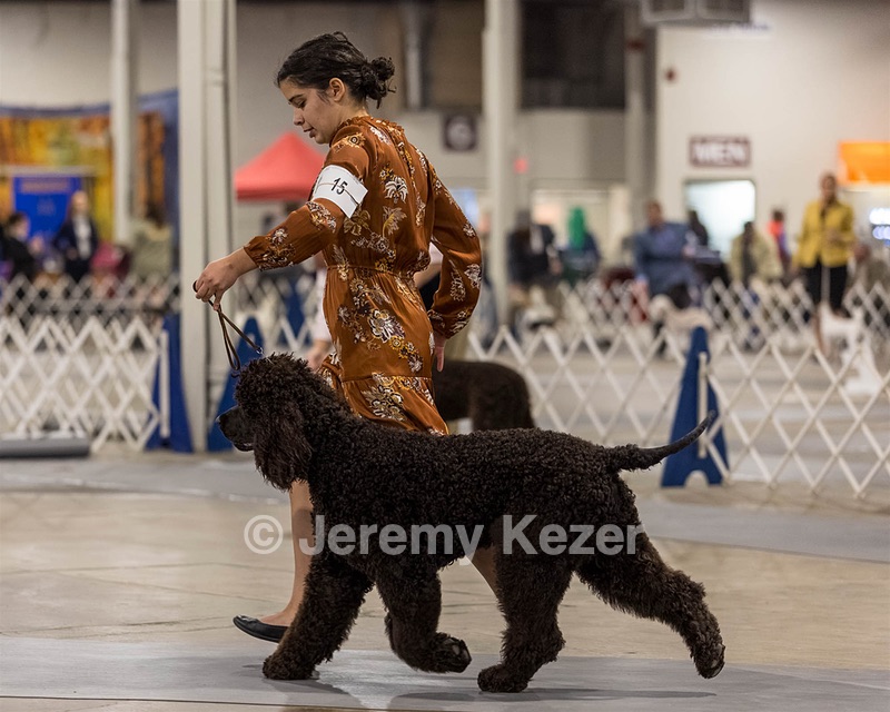 15 - CH POOLE'S IDE DARK KNIGHT (Oscar)