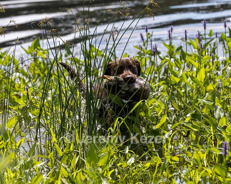 Moose Molle