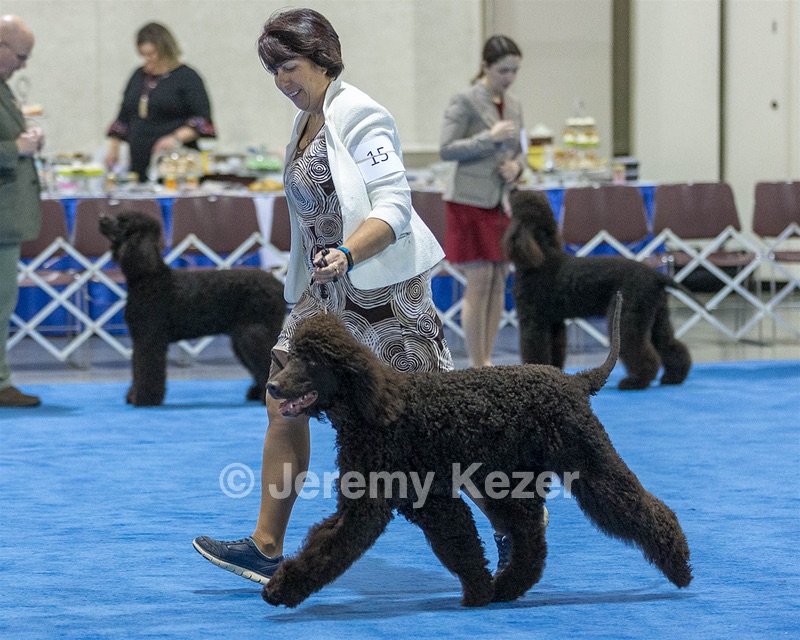 15 - GCH Am/Can CH Chantico's Shelter From the Storm Am/Can CD RN MX AJX OF DS (Reef)