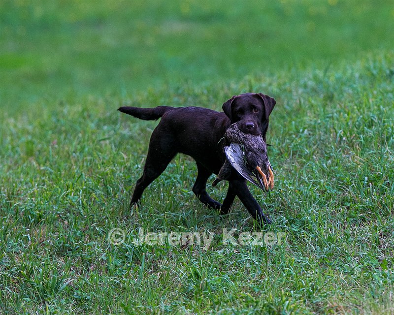 Katlee
