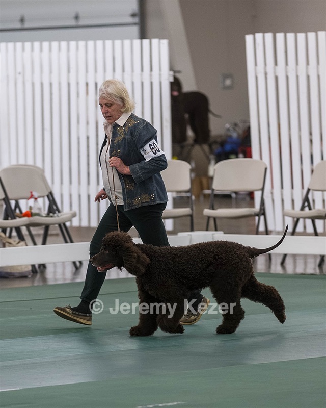 60 - CH CAT'S SISTER SARAH BROWN CA CGCA
