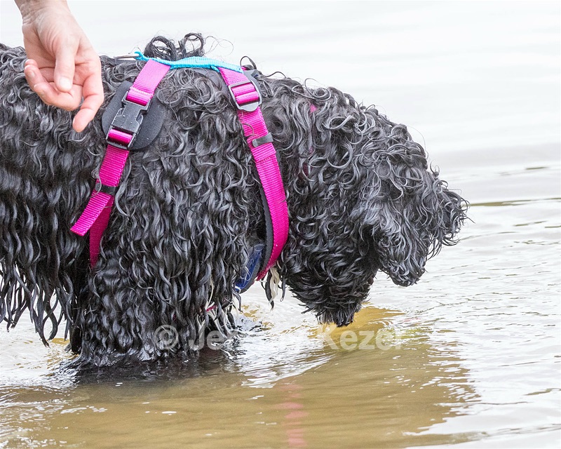 Mistral