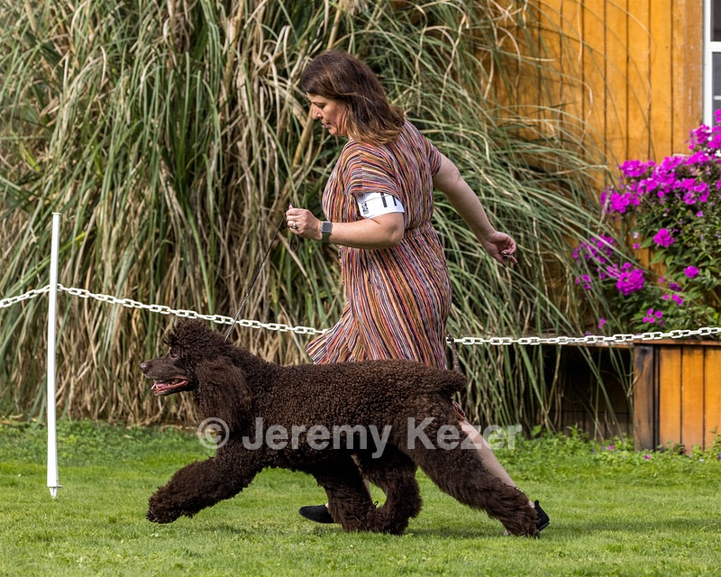 11 - GCH CH BREKKON'S FIRST MARK BN RN CGC TKN