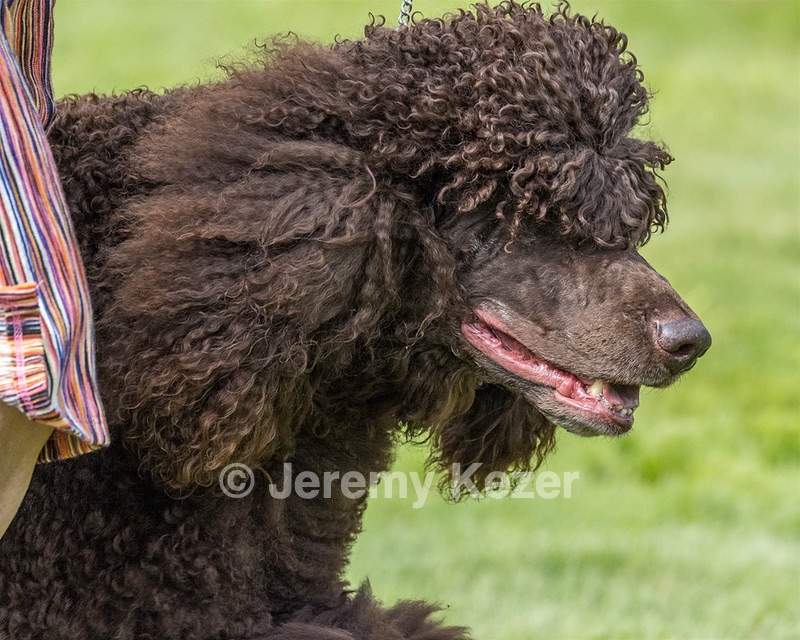 11 - GCH CH BREKKON'S FIRST MARK BN RN CGC TKN (Hunny)