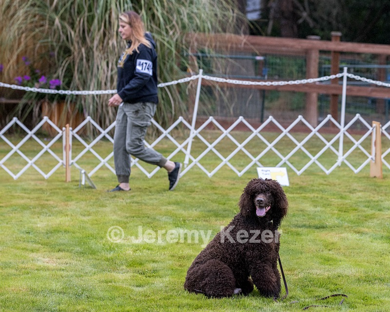 1741 - GCH CH BREKKON'S FIRST MARK CGC