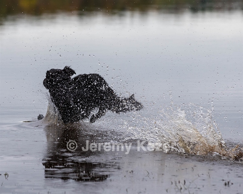 Splash Nettleton-Smilas