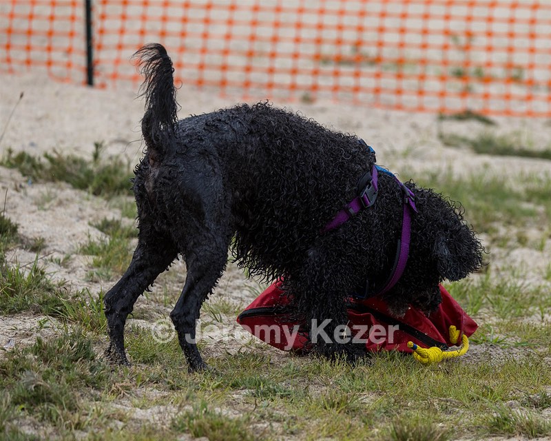 Perry Schaub