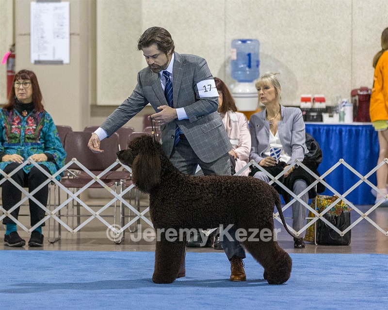 17 - GCH CH Quiet Storm My Boy's Wicked Smart  CGCA TKA (Bayes)