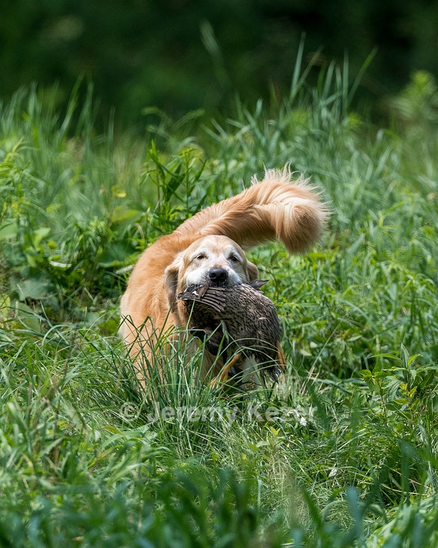 20150801-LRCGB-0952.jpg