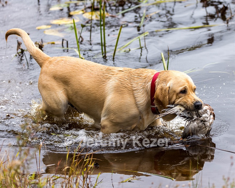 Linus Watkins
