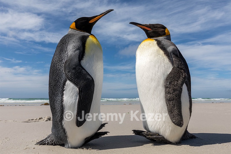 King Penguins, Saunders Island, The Falklands