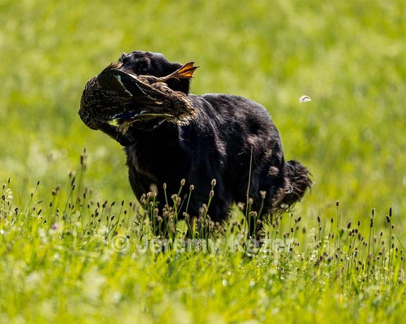 Rey Bridges