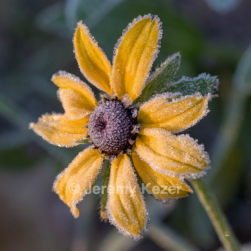 Black-Eyed Susan, Burlington, MA