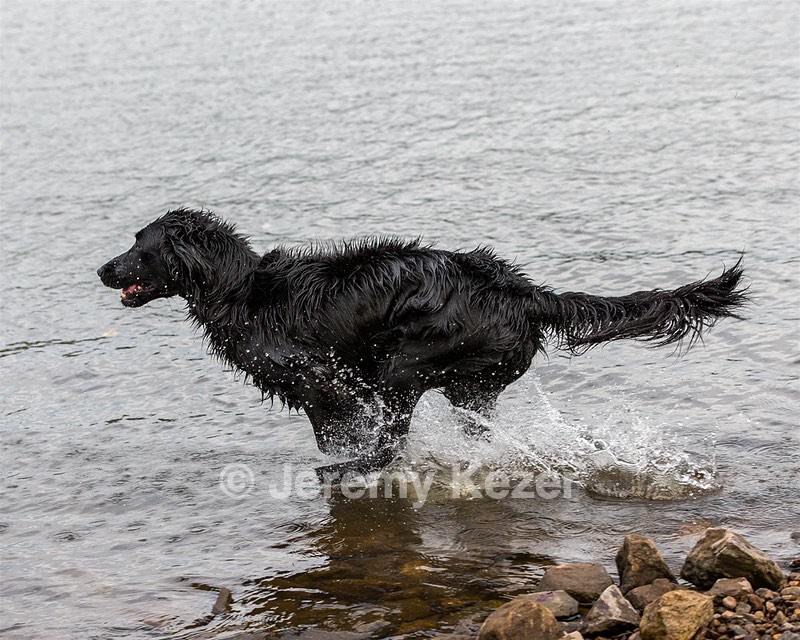 Splash