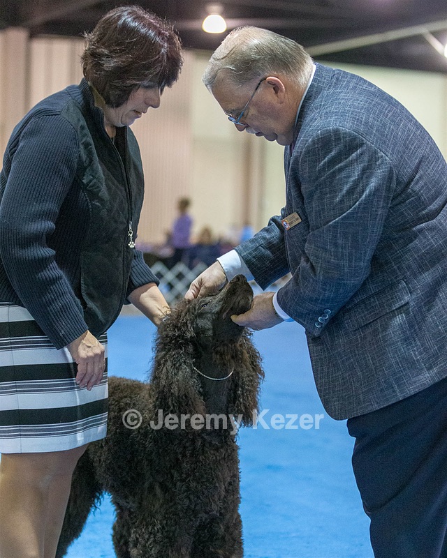 15 - GCH Am/Can CH Chantico's Shelter From the Storm Am/Can CD RN MX AJX OF DS (Reef)