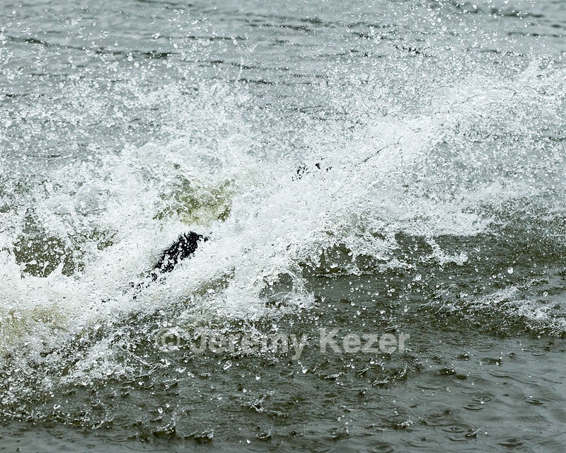 Splash