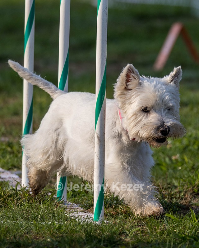 Cricket Turco-Levin