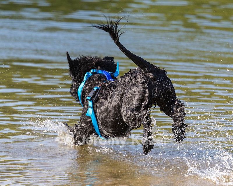 Roo Sestini