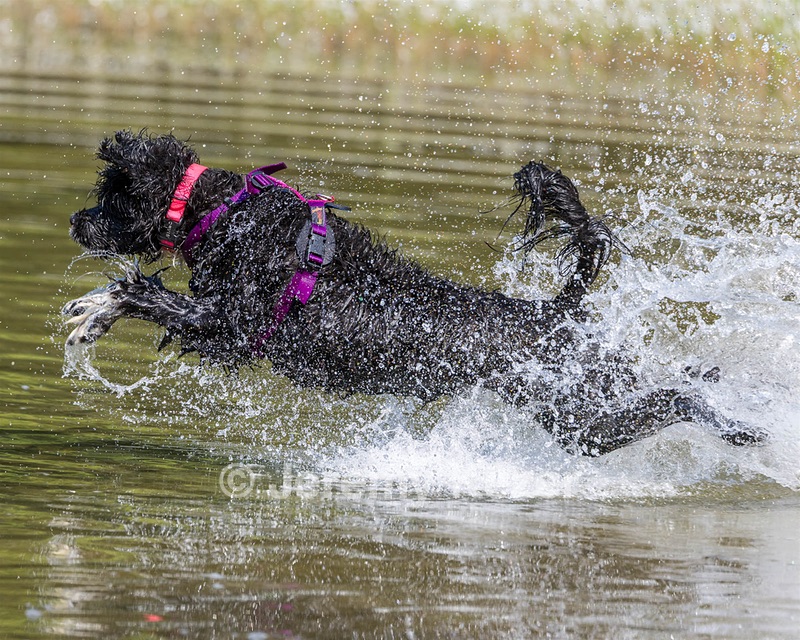 Dotty Lattrell