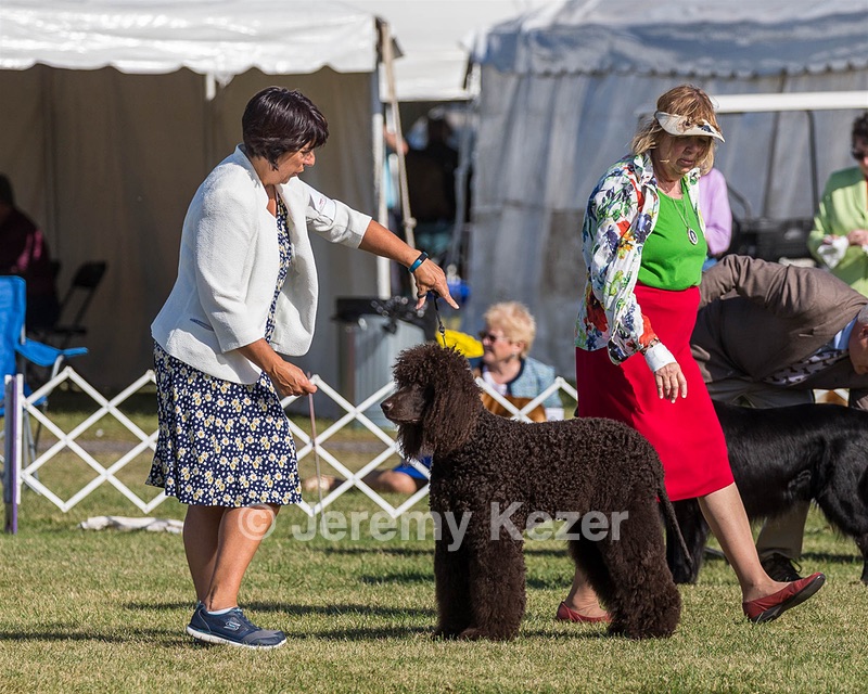 17 - GCH CHANTICO'S SHELTER FROM THE STORM RN XF MX CD RA AXJ (Reef)