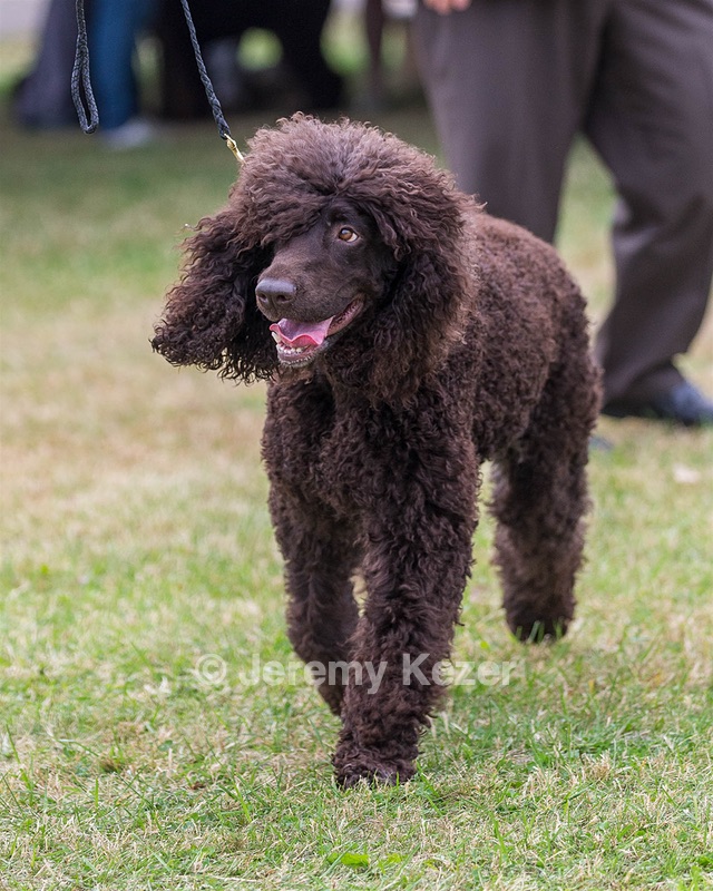 06 - CASTLEHILL'S WICKEDLY CUTE JOLENE CGCA TKP RAE B