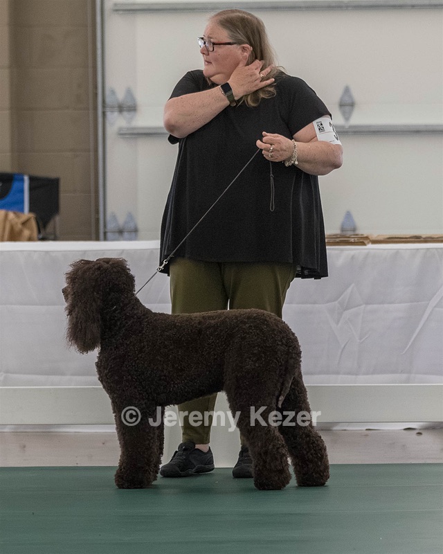 38 - GCH WHISTLESTOP'S ABRACADABRA RN CGC