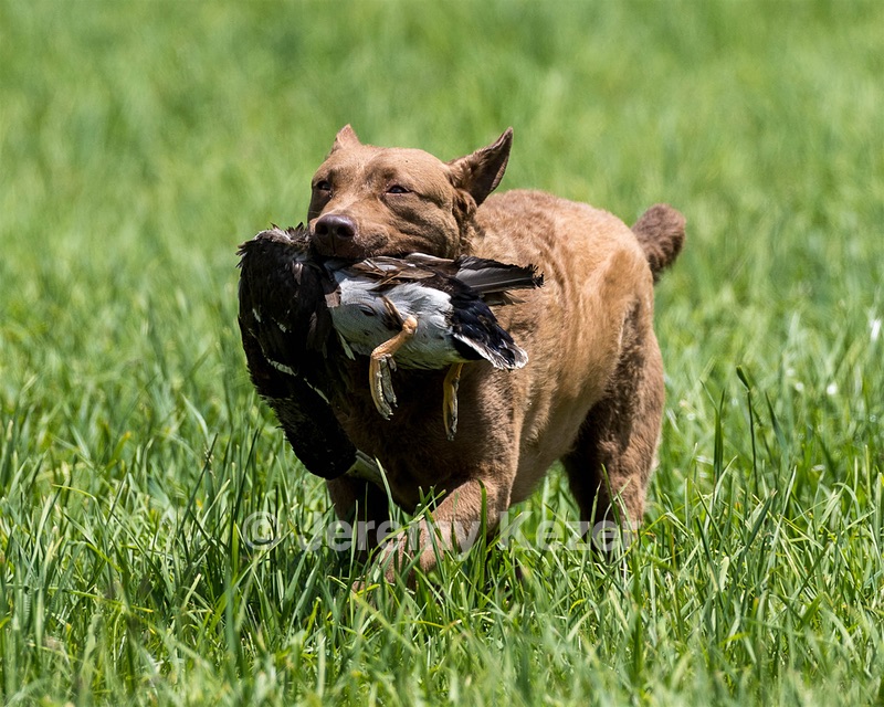 20170603-SEAL-0037.jpg