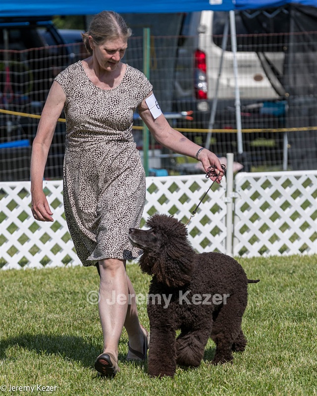 62 - GCH CH Chantico's Dark And Stormy BN RN (Kiera)