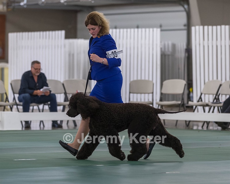 35 - GCHB CH FLINTCREST FULL MONTY (Jonny)
