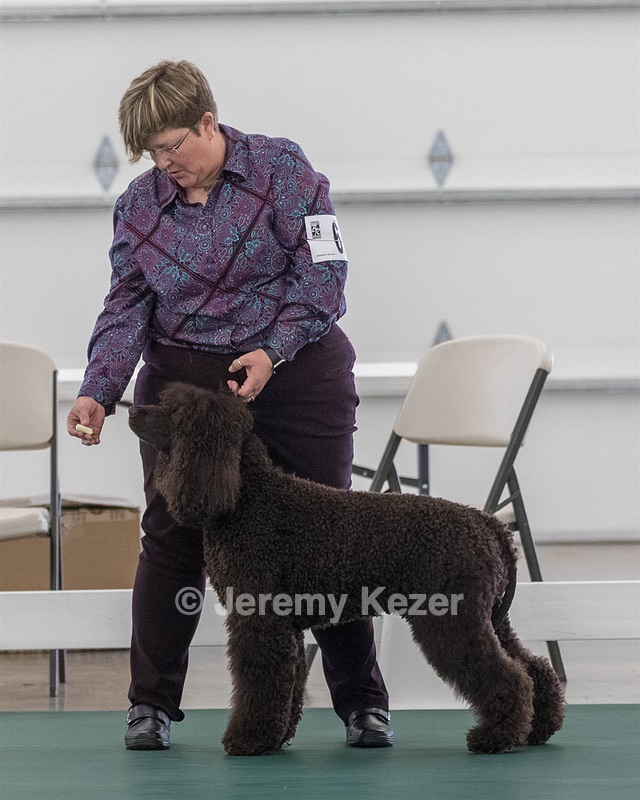 62 - GCH ALL GREEN WI' ENVY V ALPHA NORDIC CD RE DS RATN (Jade)