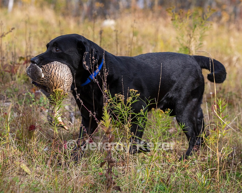 Glenforrest's Bentley (Ben)