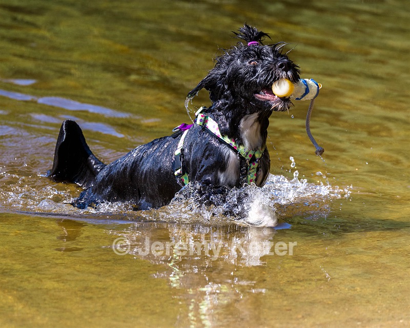 Dottie Notestine