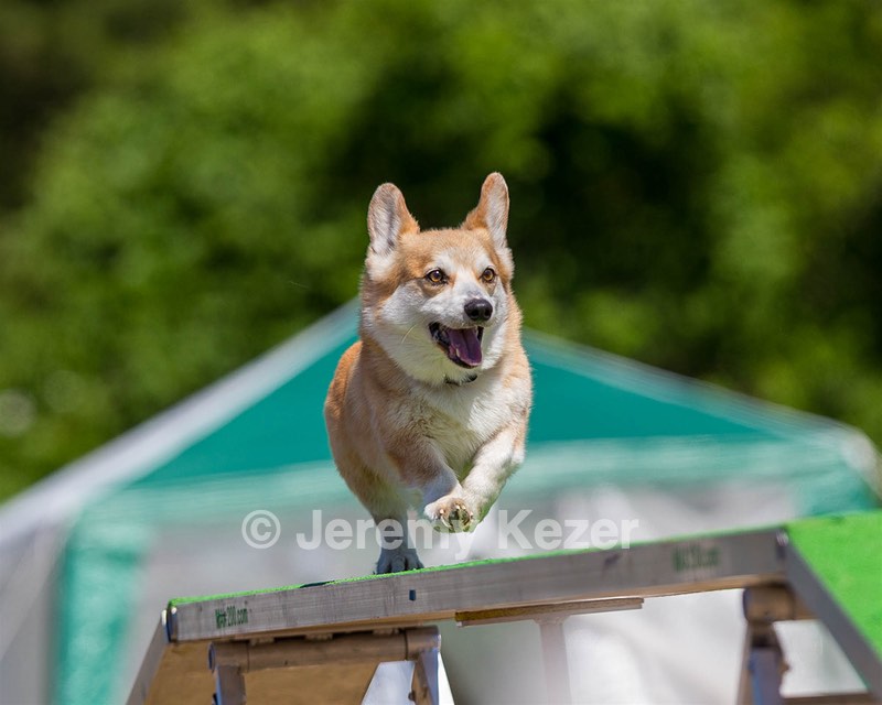Joey Rau