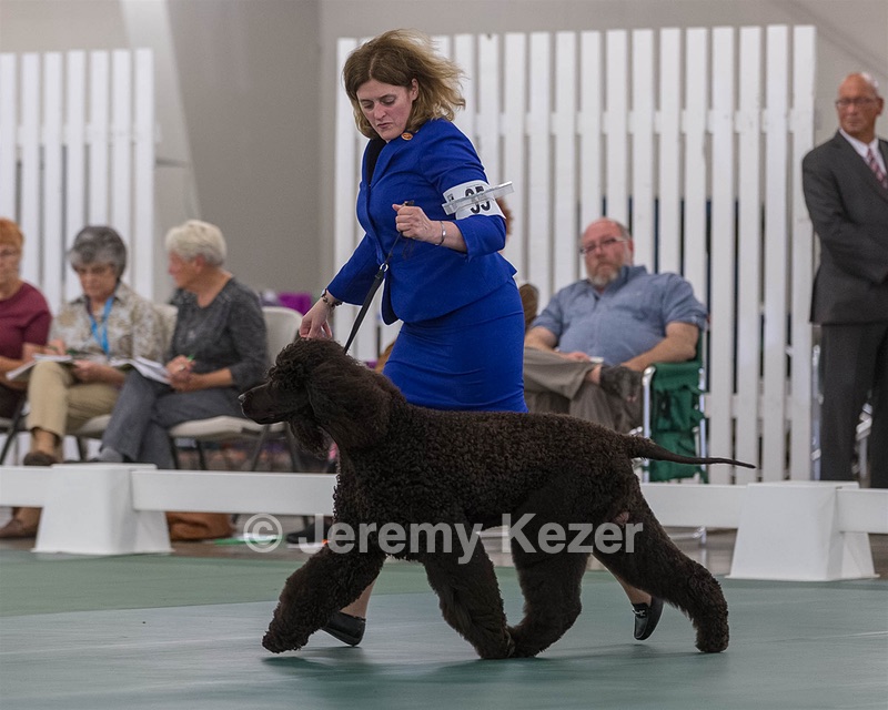 35 - GCHB CH FLINTCREST FULL MONTY (Jonny)