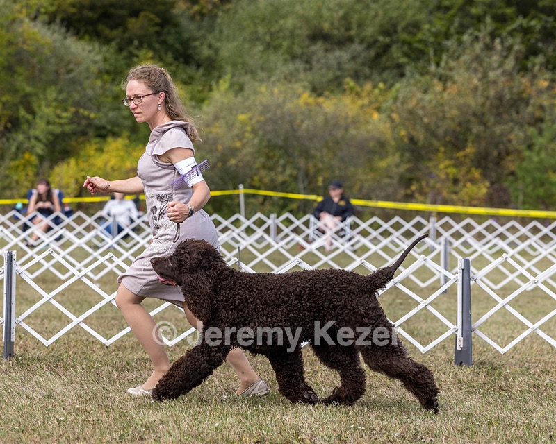 07 - GCH Castlehill's Ramblin' Rafael O'Crispin BN RA (Raffie)