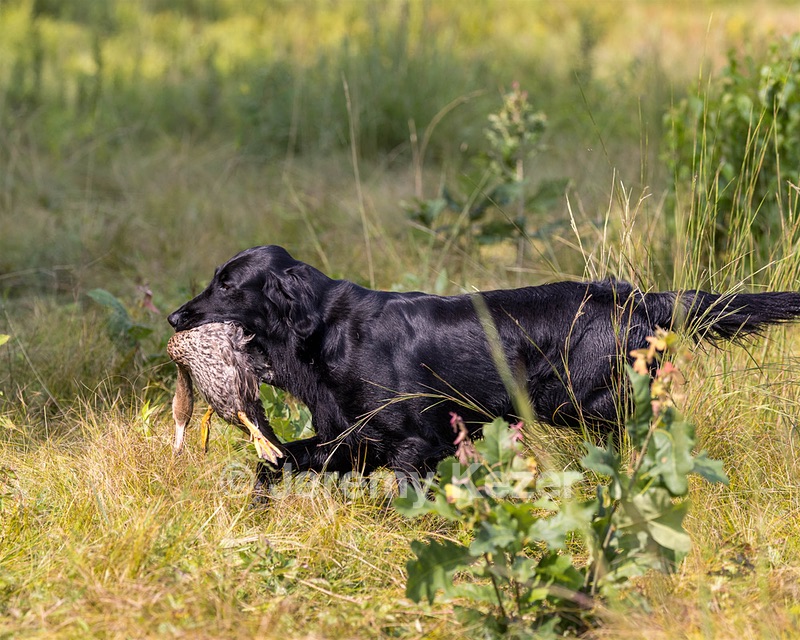 Ziva