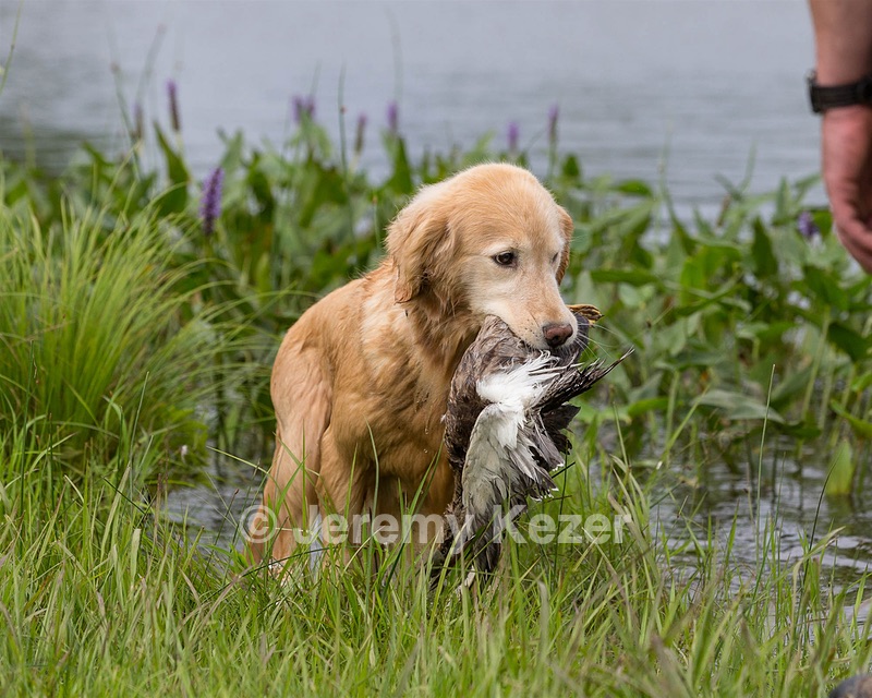 Charm Schapp