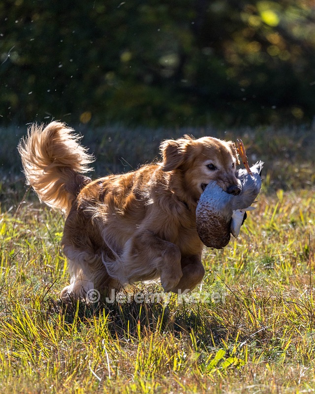 Tazer Kaplan