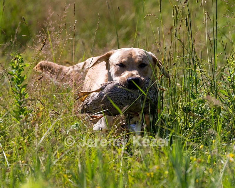 Merle