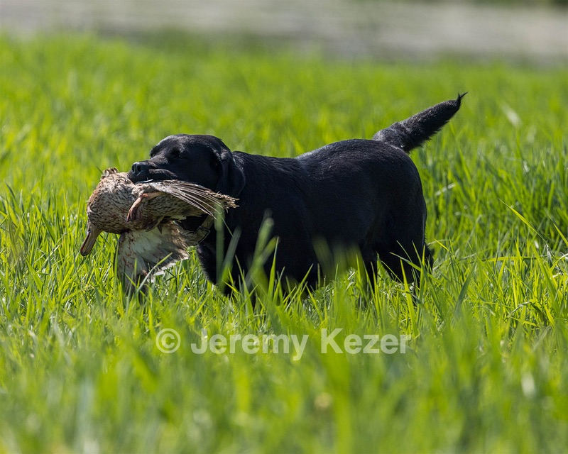Jessie Buyting