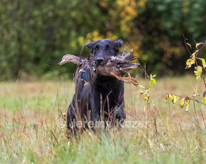 Rey Bridges